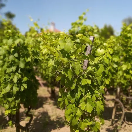 Agnes' Vineyard *