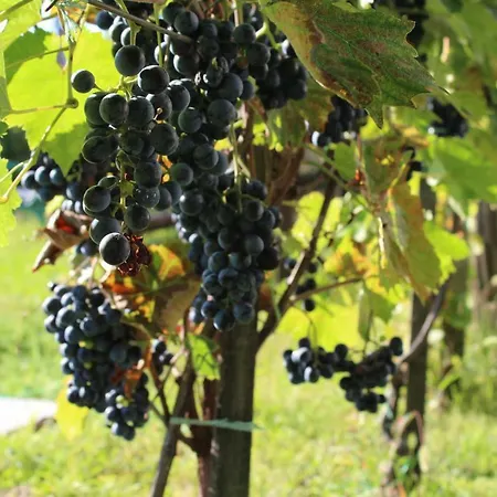 Agnes' Vineyard *